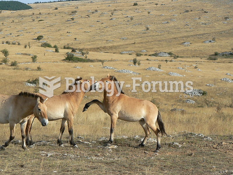 A small herd of Przewalski's Horses