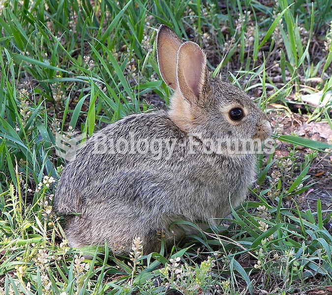 Rabbit in montana
