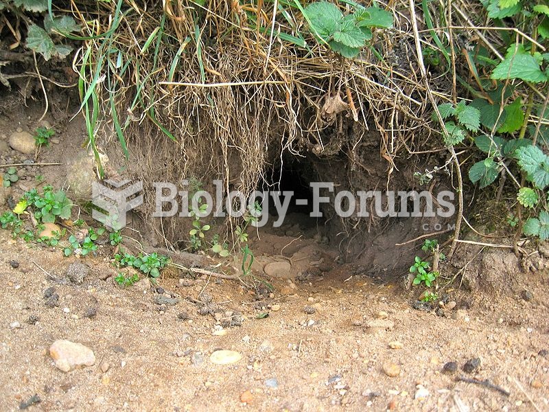 Rabbit burrow entrance
