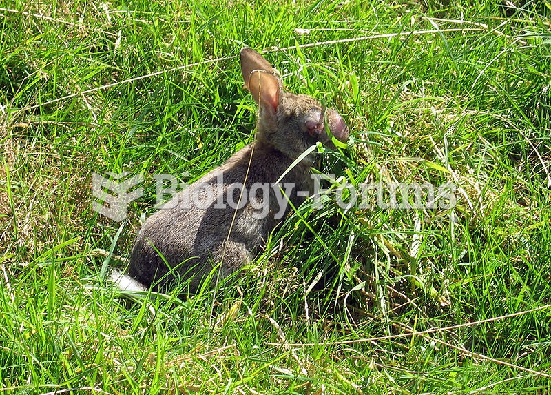 European Rabbit in Shropshire, England, infected with myxomatosis, a disease caused by the Myxoma vi