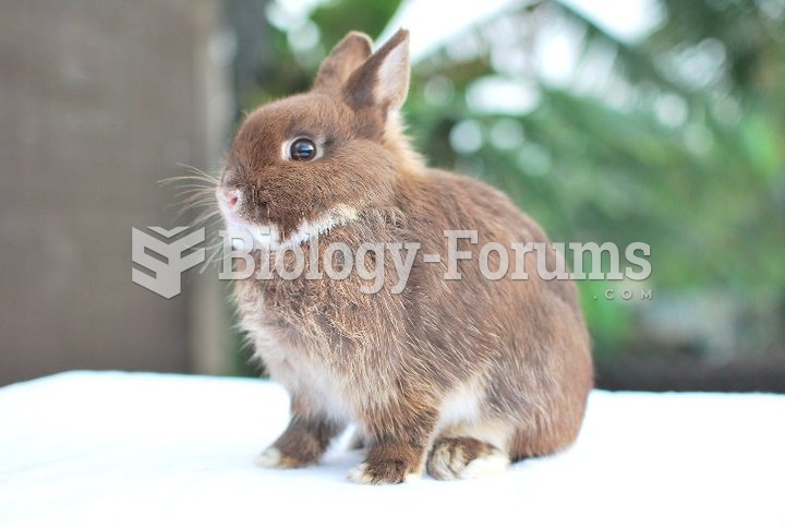 Adult Dwarf Rabbit
