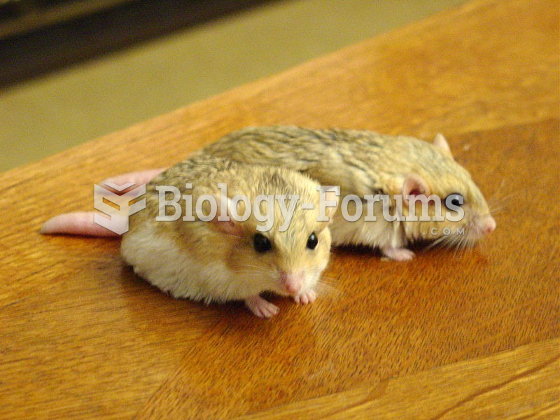 A male and female fat-tailed gerbil (Pachyuromys duprasi)