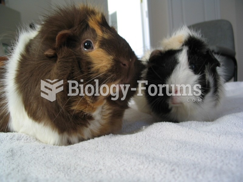 Two parti-colored Abyssinian guinea pigs