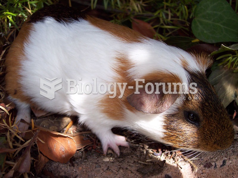 Tri parti-colored (white, brown and black) guinea pig in its natural habitat.