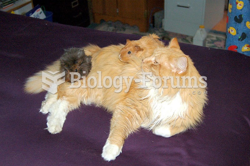 This cat has accepted this pair of guinea pigs.