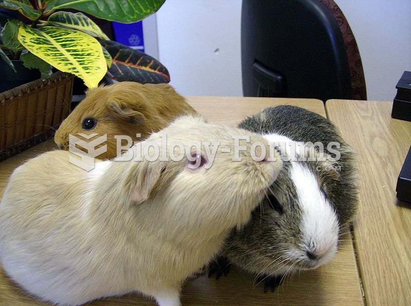 Guinea pigs "social groom"