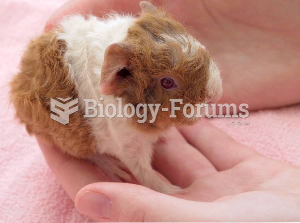 Guinea pig pup at eight hours old