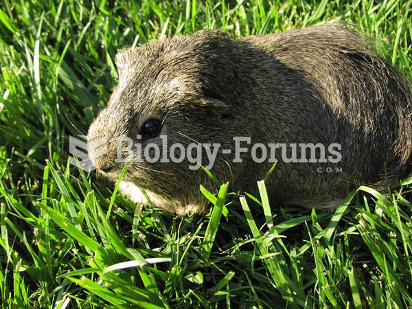 A silver agouti guinea pig eating grass