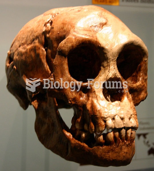 A cast of a Homo floresiensis skull,