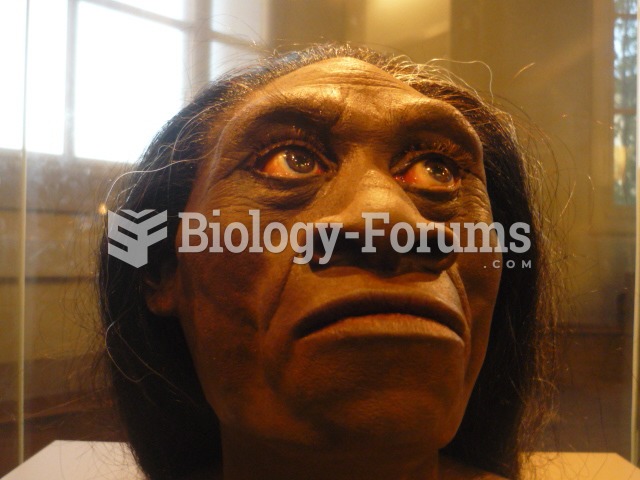 Reconstruction of the female's head (homo floresiensis)