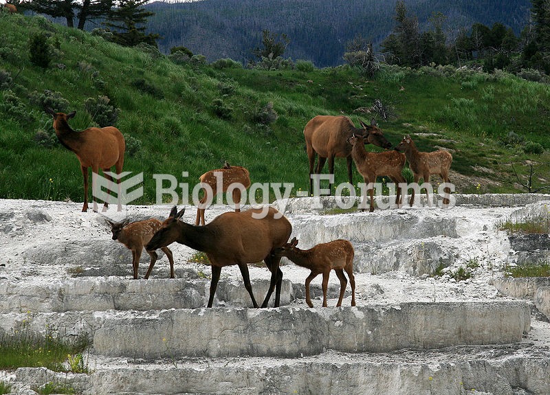 Elk at the Opal terrace at Mammoth Hot Springs, Yellowstone National Park