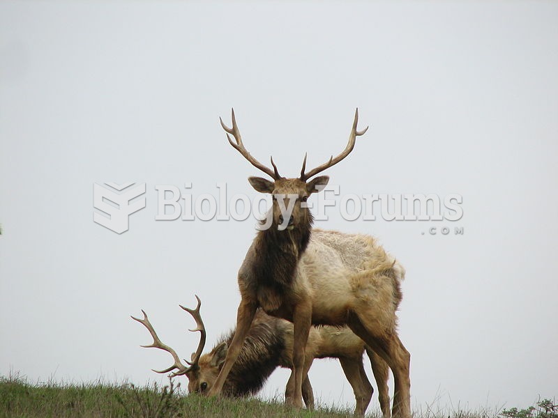 Male tule elk in Point Reyes