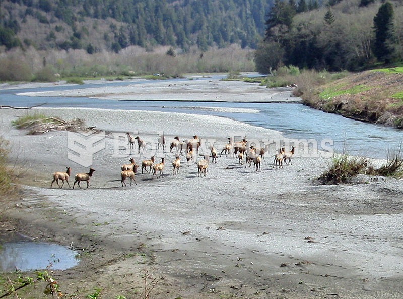 A herd of Roosevelt Elk in Redwood National and State Parks, California