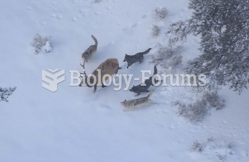 Single bull elk are vulnerable to predation by wolves.