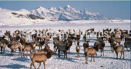 Elk wintering in Jackson Hole, Wyoming after migrating there during the fall