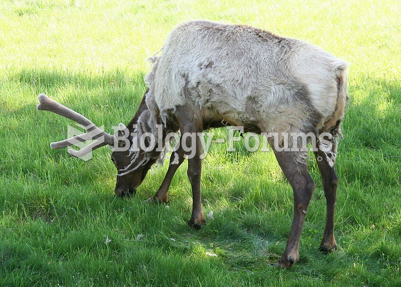 A bull elk in spring, shedding its winter coat and with its antlers covered in velvet