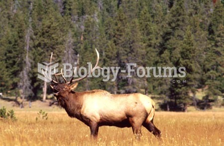 Bull elk bugling during the rut