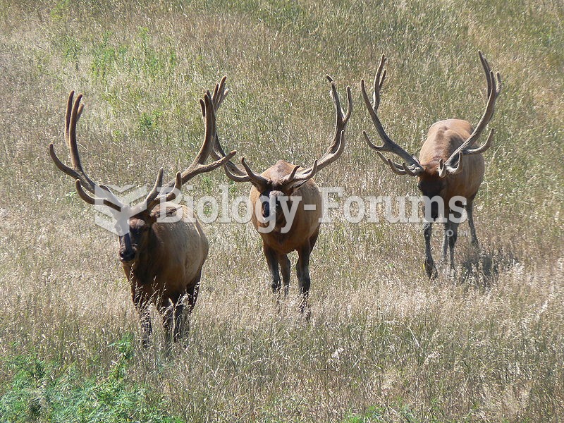 Bull elk on a captive range in Nebraska.