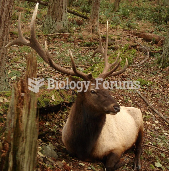 Male (Bull) Roosevelt Elk at Northwest Trek, Washington, USA