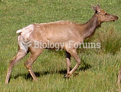 Female tule elk