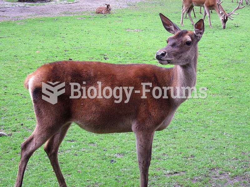Female (hind) Red Deer