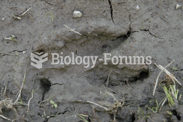 Red deer tracks.