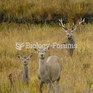Stag and hinds in Killarney National Park, Co. Kerry, Ireland.
