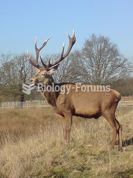 Western European red deer