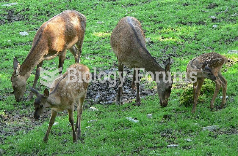 group of hinds with calves