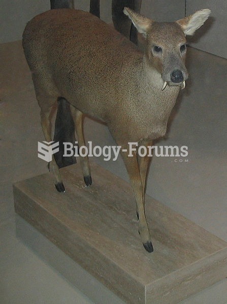 Chinese Water Deer