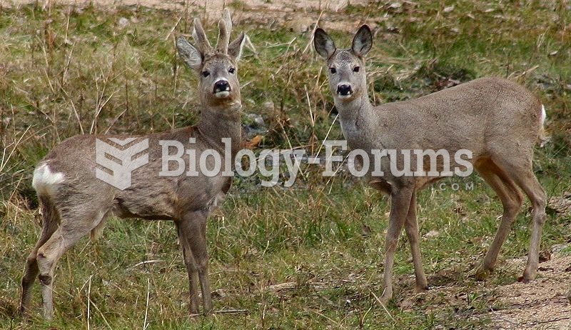 Male and female roe deer