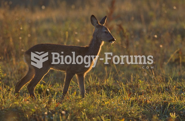 Roe deer in a grassland area.
