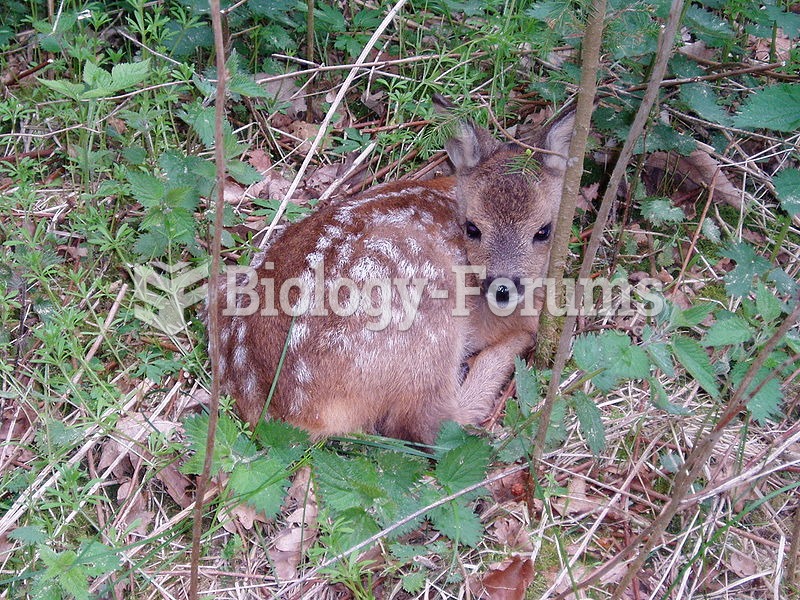 Roe deer fawn, two to three weeks old.