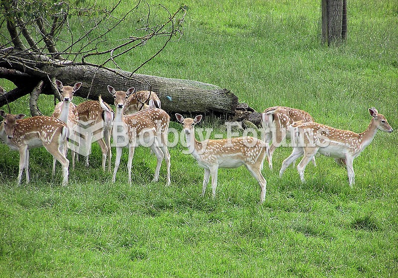 Fallow deer at Avon Valley Country Park, Bristol, England