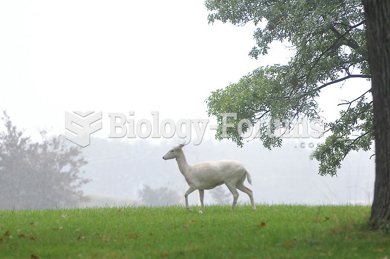 White fallow deer near Argonne National Labs in Westmont Illinois, USA.