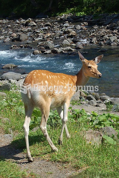 Sika deer in Shiretoko Peninsula, Hokkaido, Japan