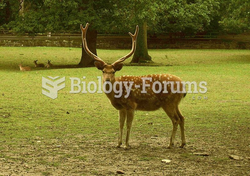 Manchurian Sika Deer.