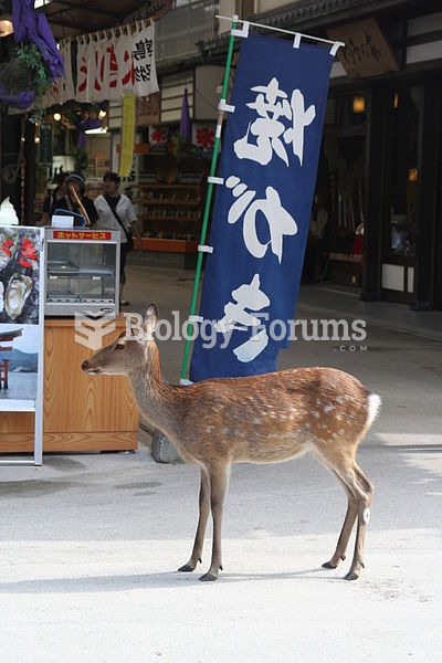 Tame deer wandering the streets of Miyajima, Japan