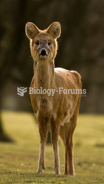 Chinese Water Deer (Hydropotes inermis inermis) at the Whipsnade Zoo.