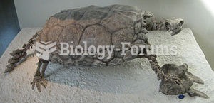 Fossil of Proganochelys quenstedti