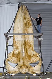 A 19-foot-long blue whale skull in the collections of the Smithsonian Museum of Natural History