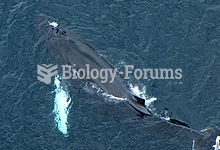 Young whale with blowholes clearly visible