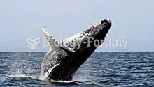 Humpbacks frequently breach, throwing two thirds or more of their bodies out of the water and splash