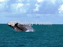 A humpback in the waters of the Abrolhos Archipelago