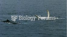 Humpback swimming on its back in Antarctica