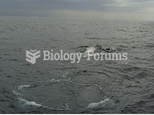 A whale off Australia on the spring migration, feeding on krill by turning on its side and propellin