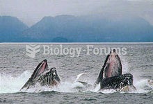 A pair of humpback whales lunge feeding through a bait ball