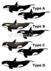 Some examples of variations in killer whales