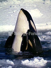 Type C killer whales in the Ross Sea. The eye patch slants forward.