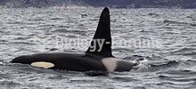 An adult male killer whale with its characteristic tall dorsal fin swims in the waters near Tysfjord